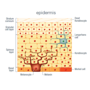 Melanin: The Vital Pigment - International Dermal Instititute